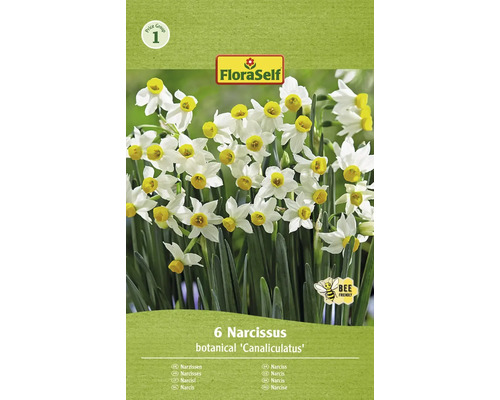 Bulbes de narcisses FloraSelf 'Canaliculatus' 6 pièces