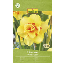 Verpackung Narzissen Double Tahiti, 5 Stück, Blumenzwiebeln