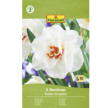 Verpackung mit fünf Narzissen der Sorte Double Acropolis