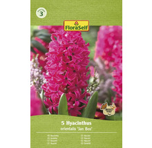 Blumenzwiebel Hyazinthe FloraSelf 'Jan Bos' 5 Stück
