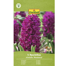 Blumenzwiebel Hyazinthe FloraSelf 'Woodstock' 5 Stück