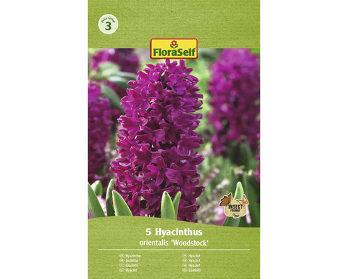 Bulbes de jacinthe FloraSelf 'Woodstock' 5 pièces