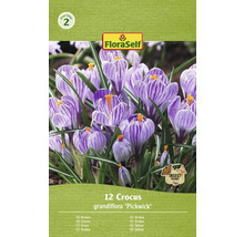 Verpackung mit 12 Krokus grandiflora ''Pickwick'' Blumenzwiebeln