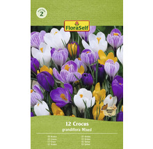 Packung Krokusse der Sorte Grandiflora, gemischt, 12 Stück