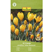 Bulbes de crocus FloraSelf 'Yellow Mammouth' 12 pièces
