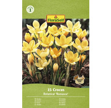 Verpackung mit 15 Krokussen der Sorte Botanical ''Romance''