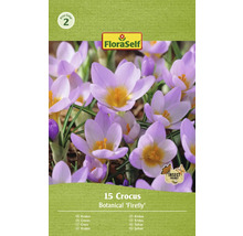 Packung mit 15 Krokus Botanical Firefly Blumenzwiebeln