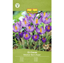 Bulbes de crocus FloraSelf 'Barr's Purple' 15 pièces