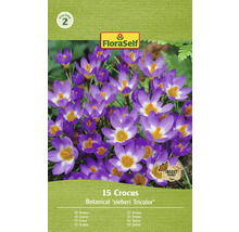 Bulbes de crocus FloraSelf 'Tricolor' 15 pièces
