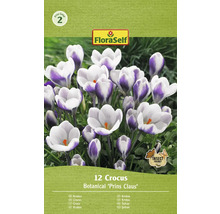 Bulbes de crocus FloraSelf 'Prins Claus' 12 pièces