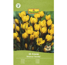 Packung mit 15 Krokus Botanical ''Dorothy'' Blumenzwiebeln