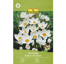 Bulbes de crocus FloraSelf 'Ard Schenk' 12 pièces