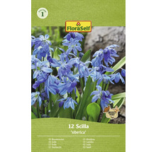 Blumenzwiebel Blausternchen FloraSelf 'Siberica' 12 Stück