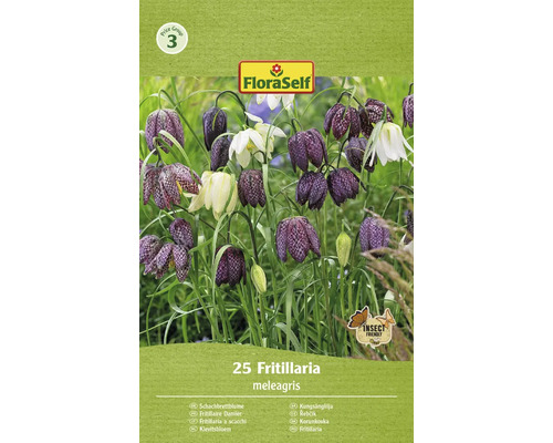 Blumenzwiebel Schachbrettblume, Kaiserkrone FloraSelf Fritillaria meleagris 25 Stück FloraSelf Schachbrettblume Blumenzwiebelpackung mit dem Insektfreundlich Symbol