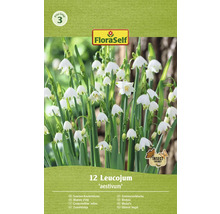 Packung Sommerknotenblume Blumenzwiebeln