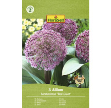 Packung Zierlauch Blumenzwiebeln Sorte Red Giant