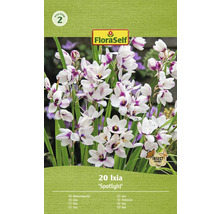 Blumenzwiebel Klebschwertel FloraSelf 'Spotlight' 20 Stück