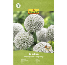 Bulbes d'ail d'ornement FloraSelf 'Ping Pong' 12 pièces