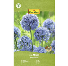 Bulbes d'ail d'ornement FloraSelf 'Caeruleum' 15 pièces