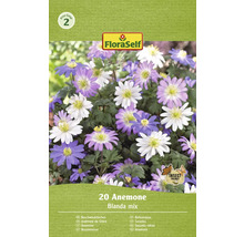 Blumenzwiebel Anemone FloraSelf 'Blanda mix' 20 Stück