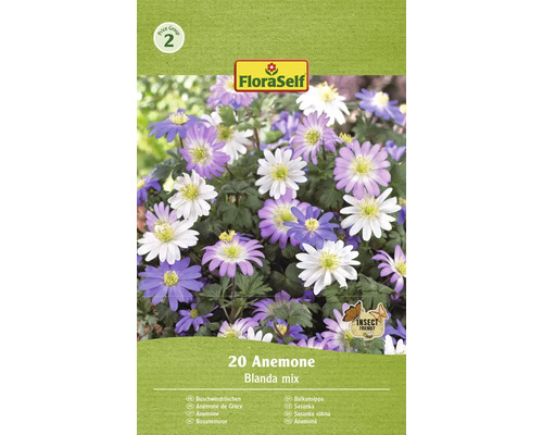 Blumenzwiebel Anemone FloraSelf 'Blanda mix' 20 Stück