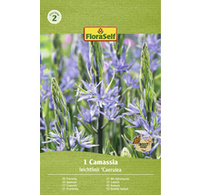 Bulbes de lys FloraSelf 'Camassia Leichtlinii' 1 pièce
