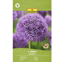 Bulbes d'ail d'ornement FloraSelf 'Gladiator' 1 pièce
