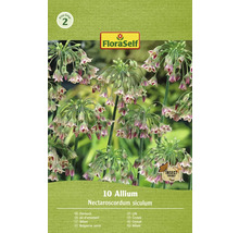 Bulbe Allium FloraSelf ' Siculum ' 10 pièces