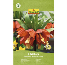Bulbe de fritillaire impériale FloraSelf 'Imperialis Rubra' 1 pièce