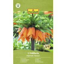 Blumenzwiebel Kaiserkrone FloraSelf 'Imperialis Aurora' 1 Stück