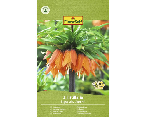 Bulbe de fritillaire impériale FloraSelf 'Imperialis Aurora' 1 pièce