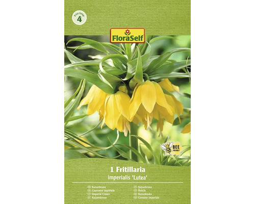 Bulbe de fritillaire impériale FloraSelf 'Imperialis Lutea' 1 pièce