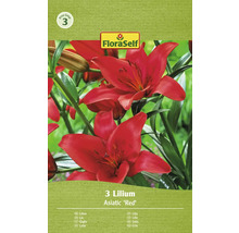 Packung asiatische Lilien der Marke FloraSelf