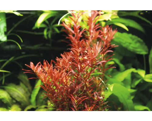 Plante aquatique d''aquarium avec feuilles rouge brun
