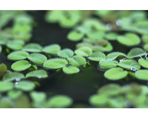 Petite Salvinie - Salvinia minima In-Vitro