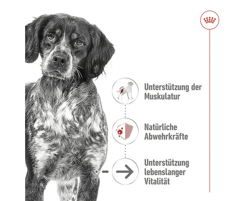 Hund mit Hinweisen zu Muskelunterstützung, natürlichen Abwehrkräften und Unterstützung lebenslanger Vitalität