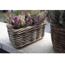 Bruyère fleurie dans un panier en osier