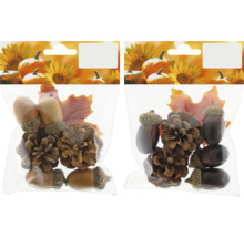 Packung mit Zapfen, Eicheln und Herbstlaub zur Dekoration