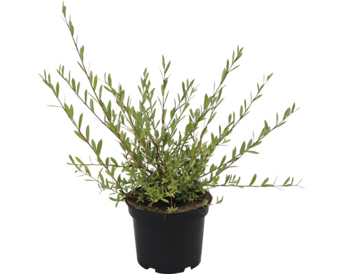 Purpur-Weide Salix purpurea Co 3l