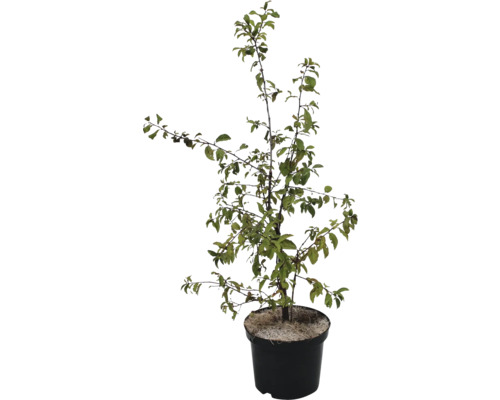 Épine noire Prunus spinosa Co 3l