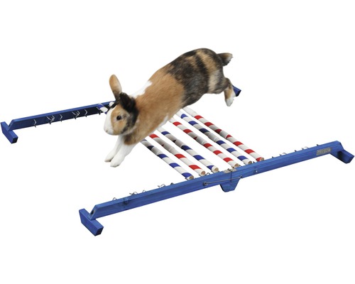 Lapin sautant par-dessus une haie bleue avec des bâtons rouges et blancs pour animaux de compagnie