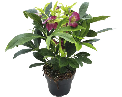 Schneerose, Lenzrose FloraSelf Helleborus orientalis Early Dark Ø 12 cm Topf Christrose im Topf mit grünen Blättern und roten Blüten
