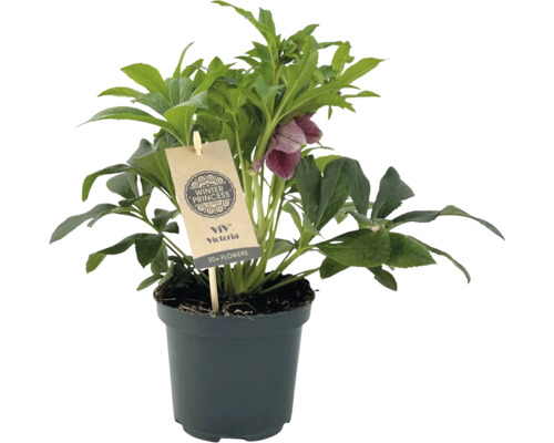 Hellébore ''Winter Princess'' en pot