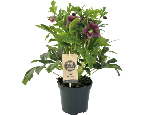 Hellébore Victoria en pot avec plus de 30 fleurs