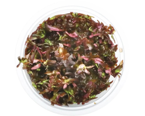 Vue de dessus d''une Rotala rotundifolia en pot pour aquariums