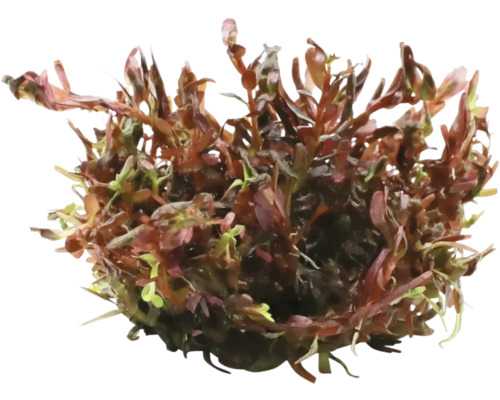 Plante aquatique comme décoration pour aquariums