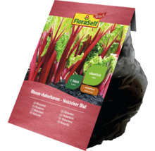 FloraSelf Rhubarbe Holsteiner Blut en sac de plantation