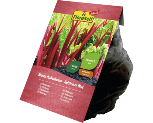 FloraSelf Rhubarbe Holsteiner Blut en sac de plantation
