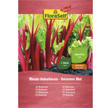 Plant de rhubarbe variété Holsteiner Blut en paquet