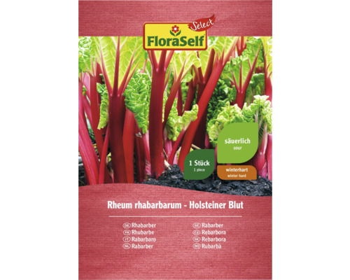 Rhizome de rhubarbe FloraSelf Select 1 pièce Plant de rhubarbe variété Holsteiner Blut en paquet
